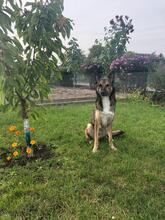 LOUIE, Hund, Mischlingshund in Ehningen - Bild 5