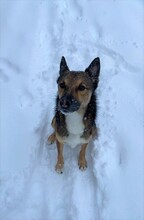 LOUIE, Hund, Mischlingshund in Ehningen - Bild 6