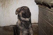 FÜNFY, Hund, Mischlingshund in Polen - Bild 4