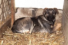 FÜNFY, Hund, Mischlingshund in Polen - Bild 7