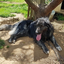 SONY, Hund, Herdenschutzhund-Mix in Griechenland - Bild 1