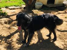 SONY, Hund, Herdenschutzhund-Mix in Griechenland - Bild 14