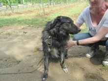 SONY, Hund, Herdenschutzhund-Mix in Griechenland - Bild 16