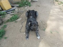 SONY, Hund, Herdenschutzhund-Mix in Griechenland - Bild 17