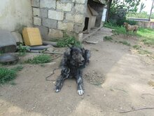SONY, Hund, Herdenschutzhund-Mix in Griechenland - Bild 18