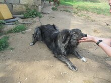 SONY, Hund, Herdenschutzhund-Mix in Griechenland - Bild 20