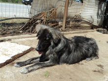 SONY, Hund, Herdenschutzhund-Mix in Griechenland - Bild 24