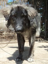 SONY, Hund, Herdenschutzhund-Mix in Griechenland - Bild 26