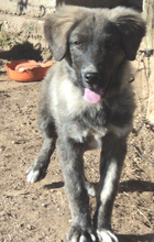 SONY, Hund, Herdenschutzhund-Mix in Griechenland - Bild 27