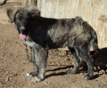 SONY, Hund, Herdenschutzhund-Mix in Griechenland - Bild 28