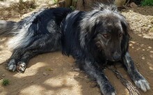 SONY, Hund, Herdenschutzhund-Mix in Griechenland - Bild 3