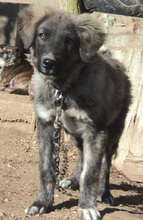 SONY, Hund, Herdenschutzhund-Mix in Griechenland - Bild 30