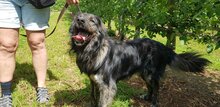 SONY, Hund, Herdenschutzhund-Mix in Griechenland - Bild 8