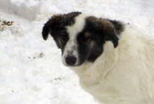 BELUSHA, Hund, Mischlingshund in Bulgarien - Bild 1
