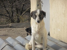 BELUSHA, Hund, Mischlingshund in Bulgarien - Bild 3
