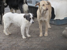 BELUSHA, Hund, Mischlingshund in Bulgarien - Bild 4