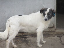 BELUSHA, Hund, Mischlingshund in Bulgarien - Bild 5