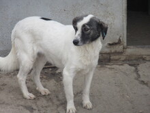 BELUSHA, Hund, Mischlingshund in Bulgarien - Bild 6