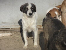 BELUSHA, Hund, Mischlingshund in Bulgarien - Bild 7