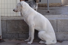 DEDDA, Hund, Mischlingshund in Italien - Bild 32