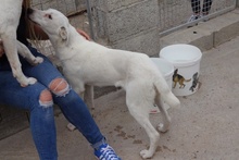 DEDDA, Hund, Mischlingshund in Italien - Bild 35