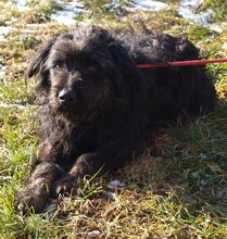 PERO, Hund, Mischlingshund in Kroatien - Bild 4