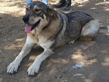 LEILA, Hund, Mischlingshund in Griechenland - Bild 1