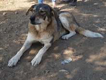 LEILA, Hund, Mischlingshund in Griechenland - Bild 2
