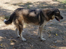 LEILA, Hund, Mischlingshund in Griechenland - Bild 3