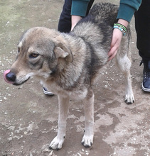 LEILA, Hund, Mischlingshund in Griechenland - Bild 4