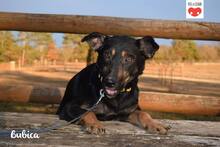 BUBICA, Hund, Mischlingshund in Kroatien - Bild 1