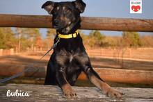 BUBICA, Hund, Mischlingshund in Kroatien - Bild 2