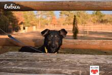 BUBICA, Hund, Mischlingshund in Kroatien - Bild 3