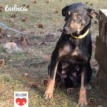 BUBICA, Hund, Mischlingshund in Kroatien - Bild 4