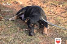 BUBICA, Hund, Mischlingshund in Kroatien - Bild 5