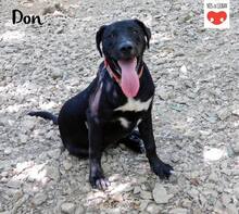 DON, Hund, Mischlingshund in Kroatien - Bild 1
