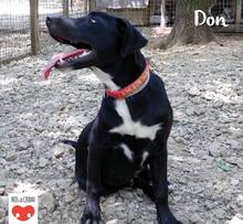 DON, Hund, Mischlingshund in Kroatien - Bild 2