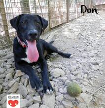 DON, Hund, Mischlingshund in Kroatien - Bild 3