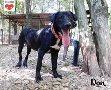DON, Hund, Mischlingshund in Kroatien - Bild 4