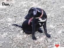 DON, Hund, Mischlingshund in Kroatien - Bild 5