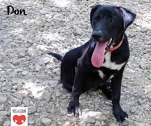 DON, Hund, Mischlingshund in Kroatien - Bild 6