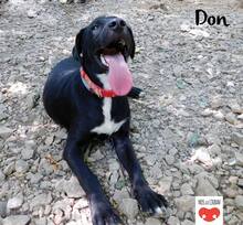 DON, Hund, Mischlingshund in Kroatien - Bild 7