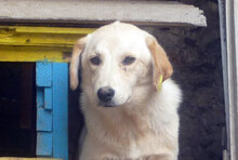 BO, Hund, Mischlingshund in Bulgarien - Bild 1