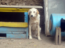 BO, Hund, Mischlingshund in Bulgarien - Bild 2