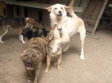 BO, Hund, Mischlingshund in Bulgarien - Bild 3