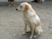 BO, Hund, Mischlingshund in Bulgarien - Bild 4