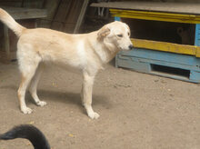 BO, Hund, Mischlingshund in Bulgarien - Bild 5