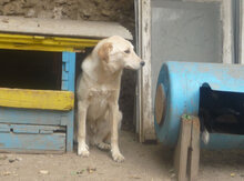 BO, Hund, Mischlingshund in Bulgarien - Bild 6