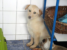 BO, Hund, Mischlingshund in Bulgarien - Bild 7