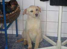 BO, Hund, Mischlingshund in Bulgarien - Bild 9